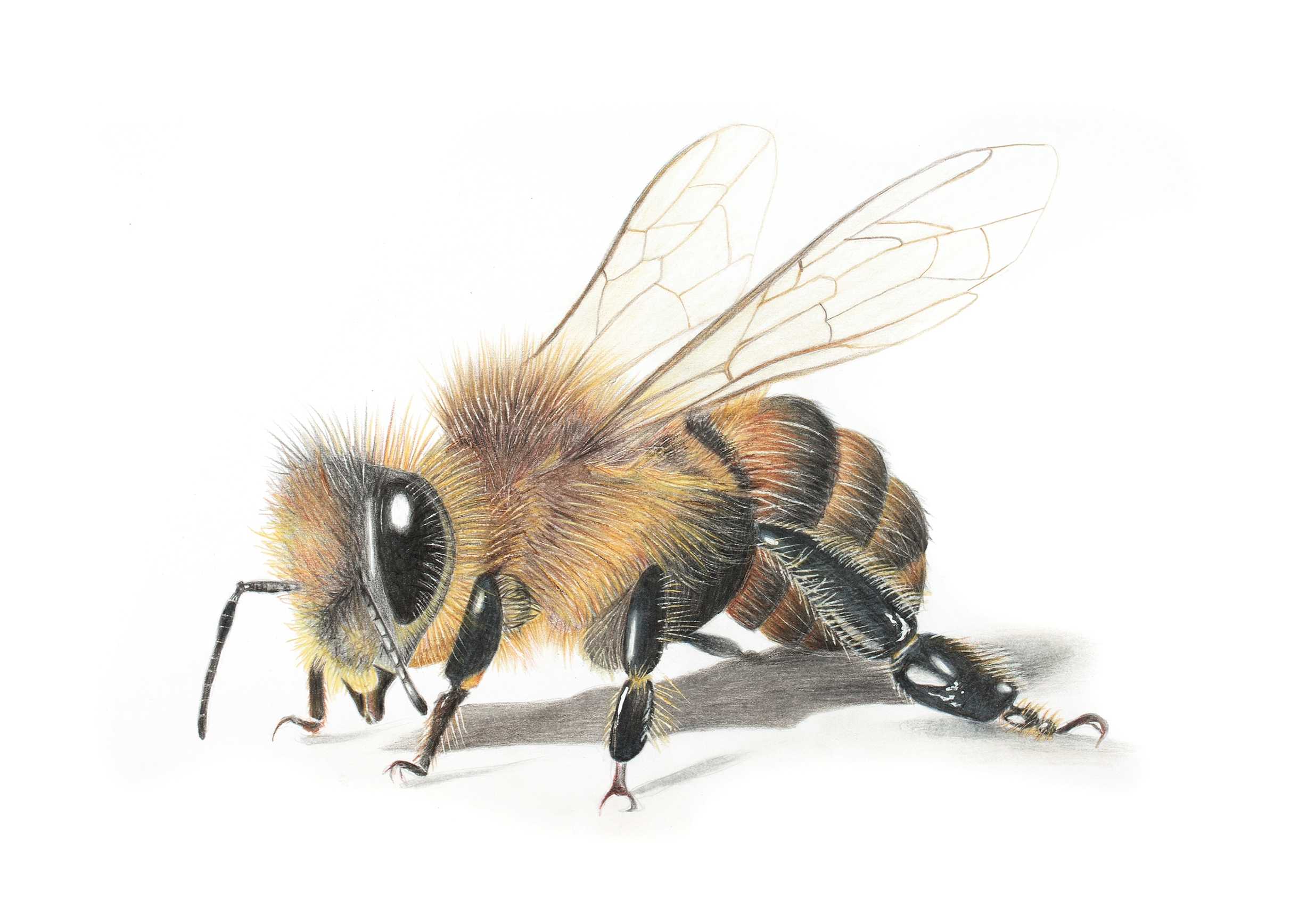 Honey Bee